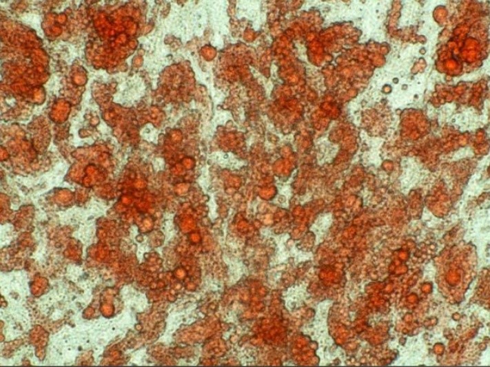 Bioglutide NA-931 Online | Shaanxi BLOOM Tech Co., Ltd Bioglutide NA-931 Online | Shaanxi BLOOM Tech Co., Ltd