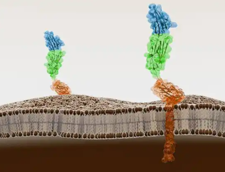 Bioglutide Tablets Online | Shaanxi BLOOM Tech Co., Ltd Bioglutide Tablets Online | Shaanxi BLOOM Tech Co., Ltd